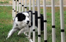 Agility Dog